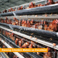 A Frame Hot Dipped Galvanized Poultry Equipment For Layers